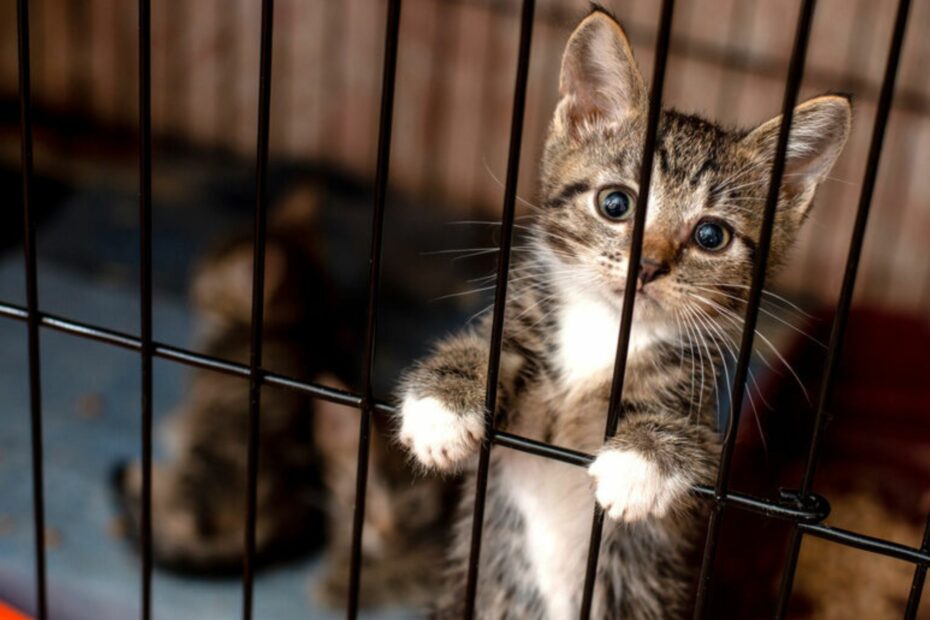 chat